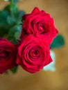 Fresh bloomed bright red rose heads in a vase close up shot natural light shallow depth of field Royalty Free Stock Photo