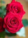 Fresh bloomed bright red rose heads in a vase close up shot natural light shallow depth of field Royalty Free Stock Photo