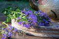 Fresh blooming hyssop plant on a table Royalty Free Stock Photo
