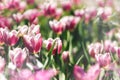 Fresh blooming magenta  tulips  with white edge in spring garden Royalty Free Stock Photo