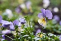 Fresh blooming pansy growing outdoors