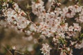 Fresh Blooming Pink Flowers on Garden Bush in Springtime with Blurry Brown Background