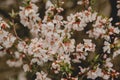 Fresh Blooming Pink Flowers on Garden Bush in Springtime with Blurry Bokeh Brown Background