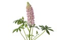 Fresh blooming pink lupine Royalty Free Stock Photo
