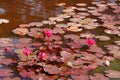 Fresh blooming Pink Nymphaea Water lily or Pink Lotus Flower on the lotus lake - Beautiful Flower nature backdrops in park garden Royalty Free Stock Photo