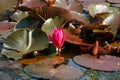 Fresh blooming Pink Nymphaea Water lily or Pink Lotus Flower on the lotus lake - Beautiful Flower nature backdrops in park garden Royalty Free Stock Photo