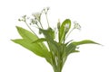 Fresh blooming Ramson