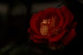 fresh blooming red rose with rain water droplets on black background closeup Royalty Free Stock Photo