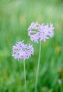 Fresh blooming society garlic Royalty Free Stock Photo