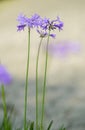 Fresh blooming society garlic Royalty Free Stock Photo