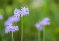 Fresh blooming society garlic Royalty Free Stock Photo