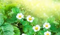 Fresh blooming strawberries with sunlight and highlight in the garden. Summer day, growing plant, leaves with white flowers. Royalty Free Stock Photo