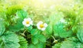 Fresh blooming strawberries with sunlight and highlight in the garden. Summer day, growing plant, leaves with white flowers. Royalty Free Stock Photo