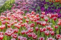 The Fresh blooming tulips in the spring garden Royalty Free Stock Photo