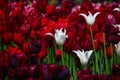 Fresh blooming tulips in the spring garden Royalty Free Stock Photo