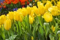 Fresh blooming tulips in the spring garden