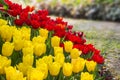 Fresh blooming tulips in the spring garden