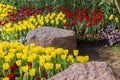 Fresh blooming tulips in the spring garden Royalty Free Stock Photo