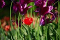 Fresh blooming tulips in the spring garden Royalty Free Stock Photo