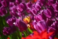 Fresh blooming tulips in the spring garden Royalty Free Stock Photo