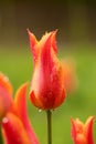 Fresh blooming tulips in the spring garden Royalty Free Stock Photo