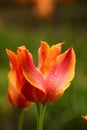 Fresh blooming tulips in the spring garden Royalty Free Stock Photo