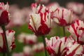 Fresh blooming tulips in the spring garden