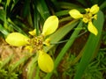 Fresh and blooming yellow iris flower Royalty Free Stock Photo