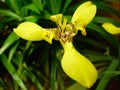 Fresh and blooming yellow iris flower Royalty Free Stock Photo