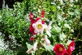 Fresh blossom bright red and white hollyhock Alcea rosea, Malva, Mallow flowers in the garden in summer. Royalty Free Stock Photo