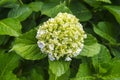 Fresh blossom Hydrangea