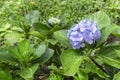 The fresh blossom hydrangea flowers in the garden