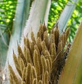 Fresh of Blossom oil Palm Royalty Free Stock Photo