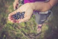 Fresh blue berries in the hand of a young woman: collecting while hiking on the mountains