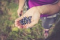 Fresh blue berries in the hand of a young woman: collecting while hiking on the mountains