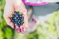 Fresh blue berries in the hand of a young woman: collecting while hiking on the mountains