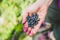 Fresh blue berries in the hand of a young woman: collecting while hiking on the mountains