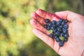 Fresh blue berries in the hand of a young woman: collecting while hiking on the mountains