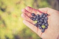 Fresh blue berries in the hand of a young woman: collecting while hiking on the mountains