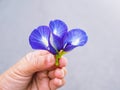 Fresh blue butterfly pea flowers on palm of hand. herbal medicine