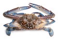 Fresh Blue Crab isolated on white background.Fresh Crab seafood. Royalty Free Stock Photo