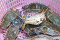 Fresh blue crab tip over on the basket at seafood market Royalty Free Stock Photo