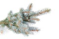 Fresh blue fir tree branch Royalty Free Stock Photo