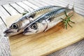 Fresh blue Fish for meal Royalty Free Stock Photo
