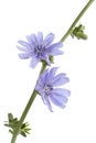 Fresh blue flowering chicory