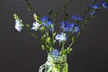 Fresh blue flowering chicory on dark background, backlit.