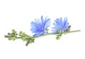 Fresh blue flowers of chicory on branch isolated on white background. Cichorium intybus Royalty Free Stock Photo