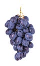 Fresh blue grapes isolated on white background. Royalty Free Stock Photo