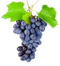 Fresh blue grapes with leaf hanging isolated on white backgrou Royalty Free Stock Photo