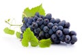 Fresh of blue grapes with leaves isolated on white background Royalty Free Stock Photo